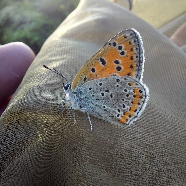 Lycaena thersamon - kis tűzlepke