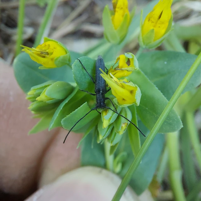 Phytoecia uncinata - szeplőlapucincér