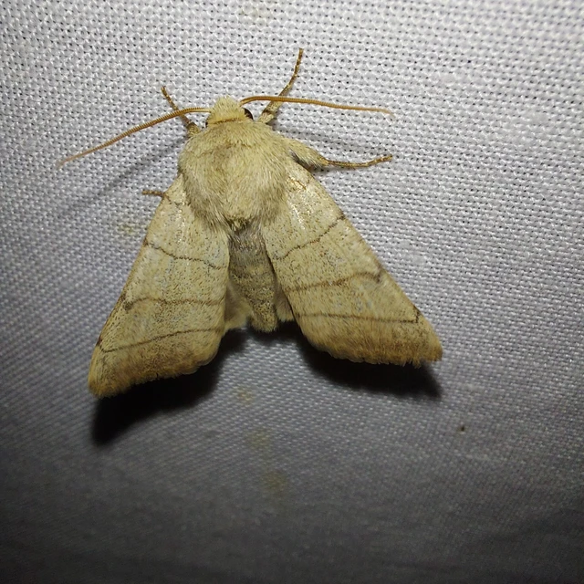 Charanyca trigrammica - háromsávos lombbagoly