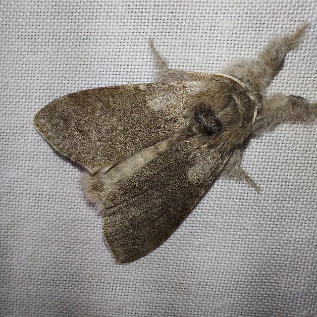 Calliteara pudibunda - hamvasszövő