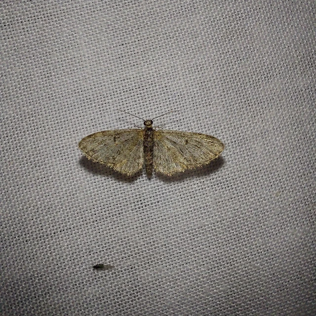 Eupithecia dodoneata - tölgy-törpearaszoló