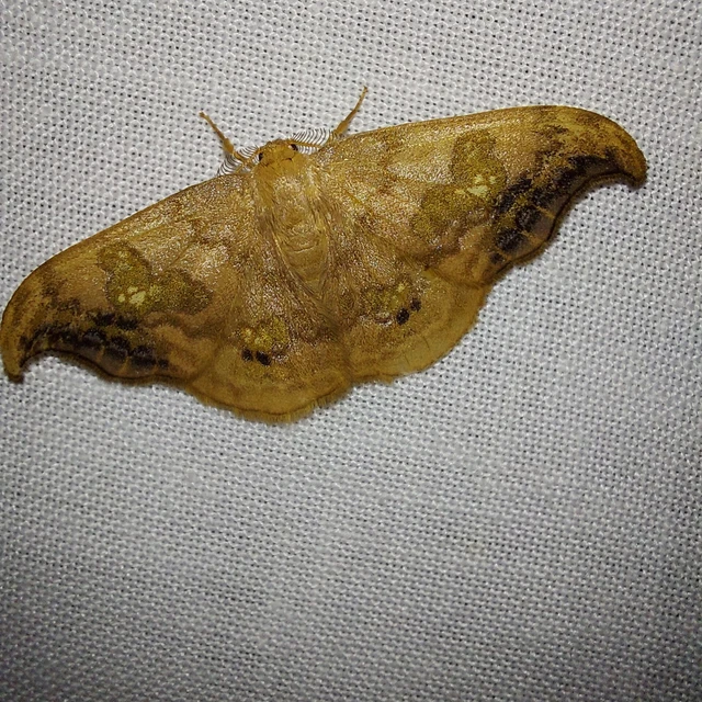 Sabra harpagula - hársfa-sarlósszövő