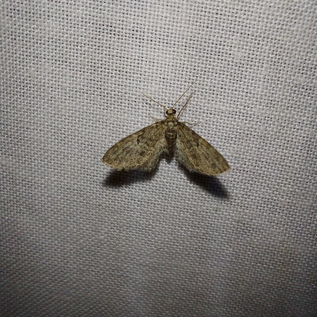 Eupithecia dodoneata - tölgy-törpearaszoló