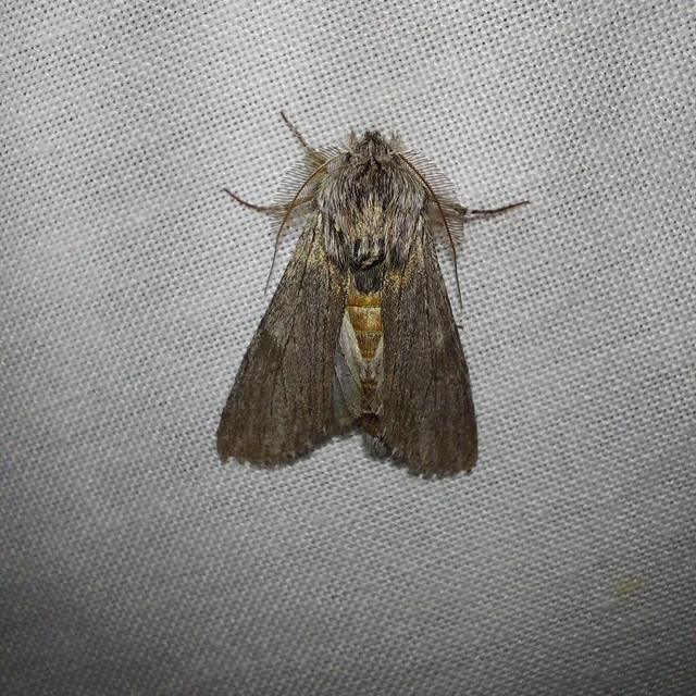 Dicranura ulmi - szilfa-púposszövő