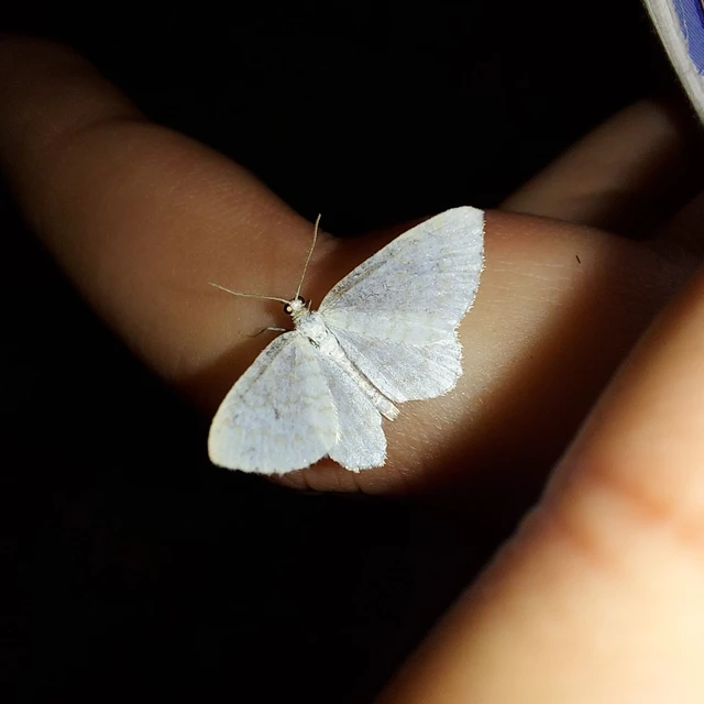 Asthena albulata - gyertyán-fehéraraszoló