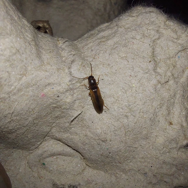 Dalopius marginatus - szegélyes pattanó