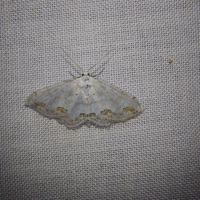 Scopula ornata - díszes fehéraraszoló