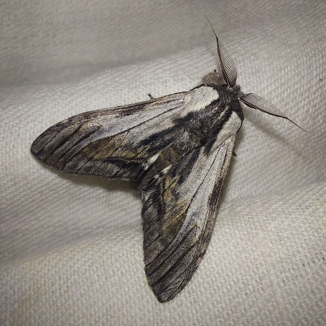 Harpyia milhauseri - pergamen-púposszövő