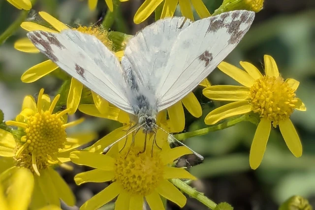 Pontia edusa - rezedalepke