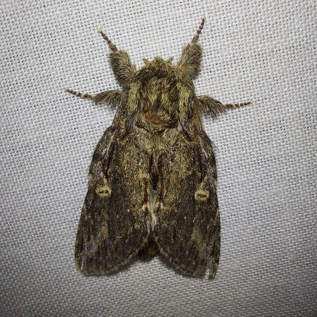 Peridea anceps - füstös púposszövő