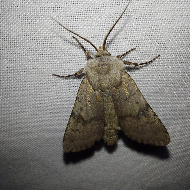 Agrotis cinerea - szürkés földibagoly