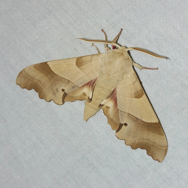 Marumba quercus - tölgyfaszender