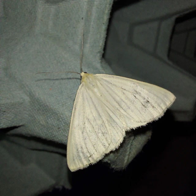 Siona lineata - vonalas fehéraraszoló
