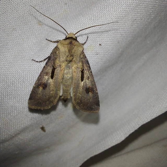 Agrotis exclamationis - felkiáltójeles földibagoly