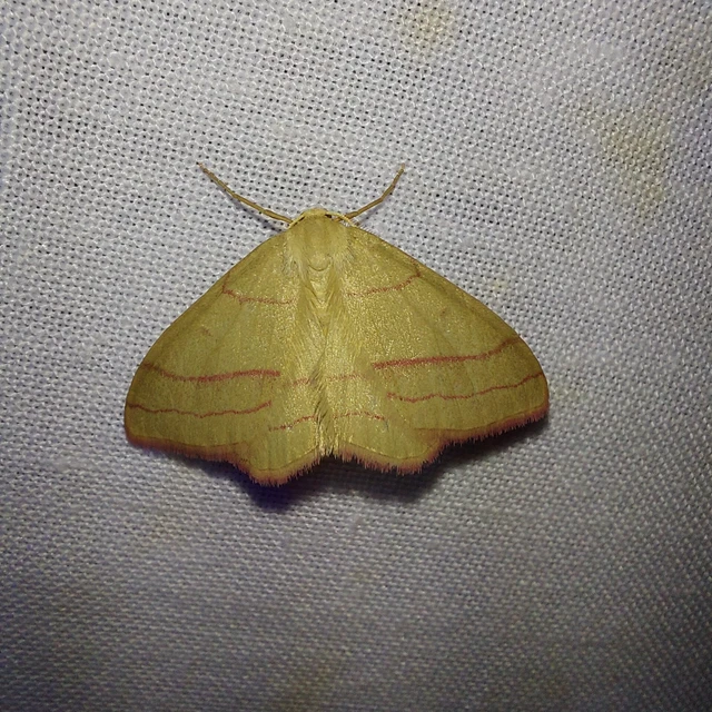 Rhodostrophia vibicaria - pirosszélű araszoló