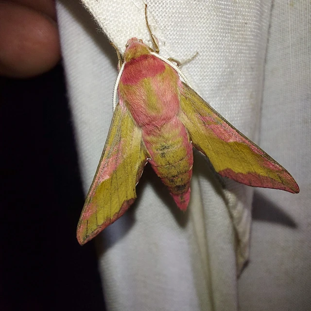 Deilephila porcellus - piros szender