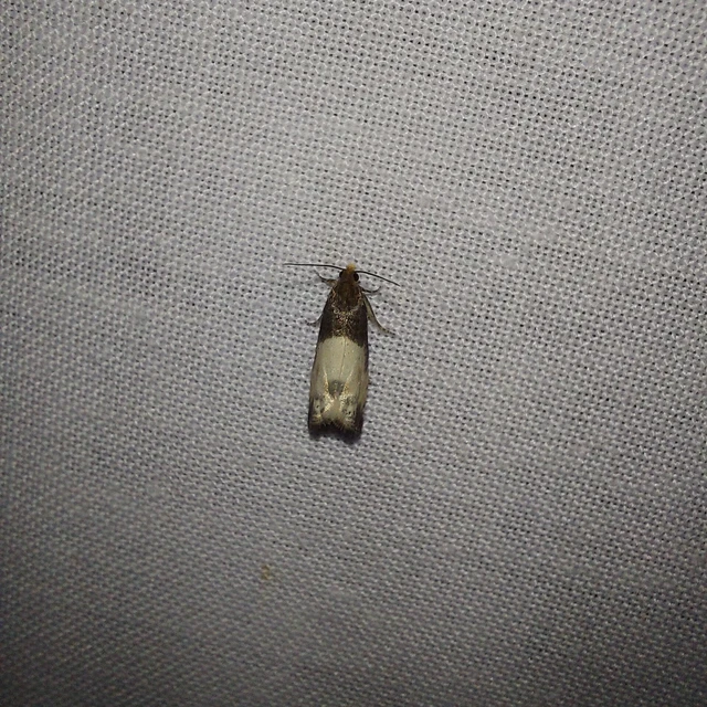 Notocelia cynosbatella - rózsahajtás-tükrösmoly