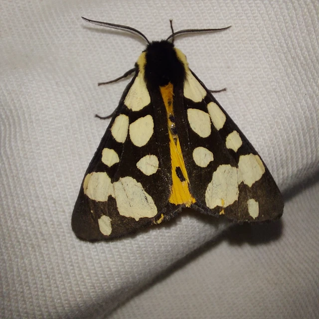 Arctia villica - fekete medvelepke