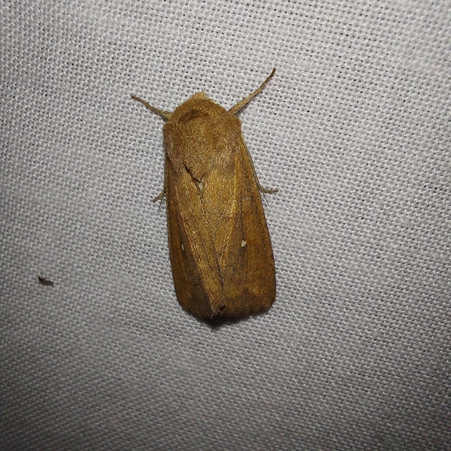 Mythimna albipuncta - fehérpettyes rétibagoly