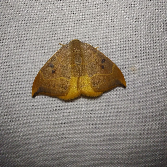 Watsonalla binaria - tölgyfa-sarlósszövő