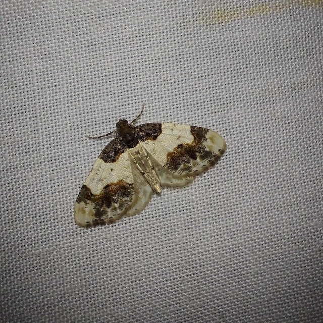 Ligdia adustata - barna levélaraszoló