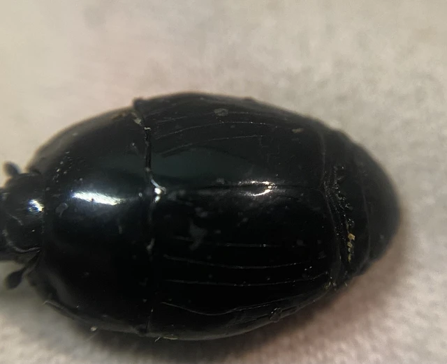 Pachylister inaequalis - nagy sutabogár