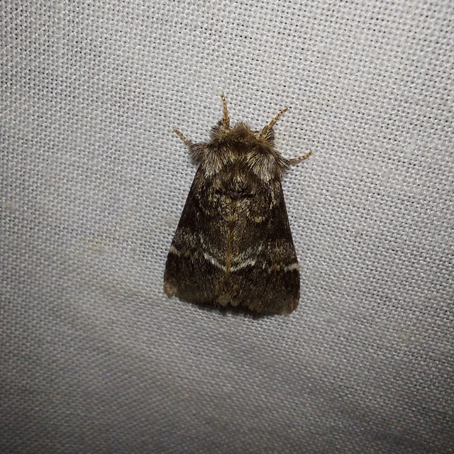 Drymonia dodonea - bélyeges púposszövő