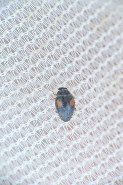 Scymninae