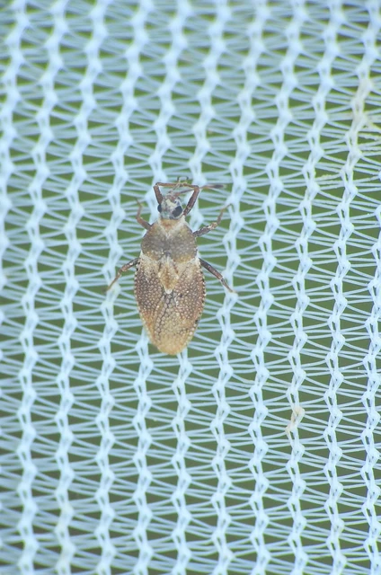Oncochila simplex Oncochila simplex