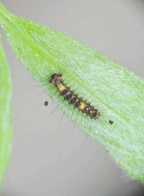 Lymantria dispar - gyapjaslepke