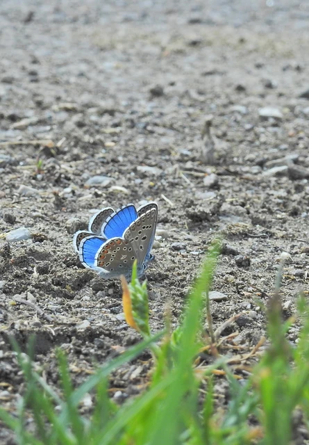 Polyommatus bellargus - égszínű boglárka