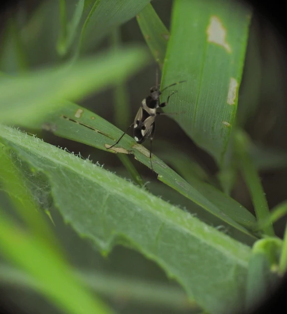Raglius confusus