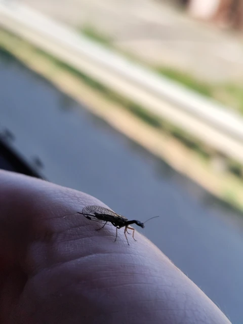 Raphidioptera - Tevenyakú-fátyolkák