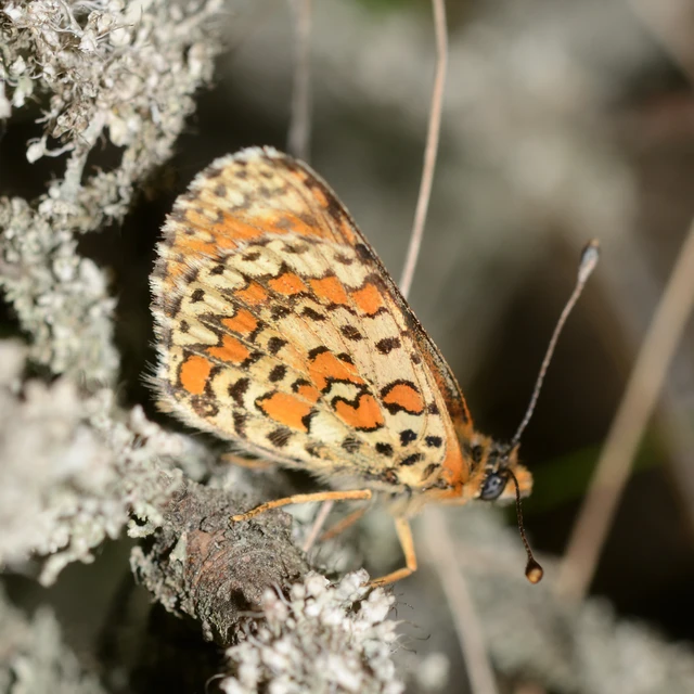 Melitaea trivia - kis tarkalepke