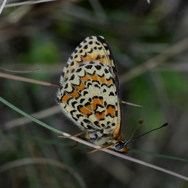 Melitaea trivia - kis tarkalepke