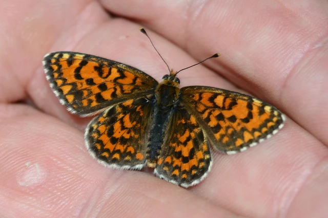 Melitaea trivia - kis tarkalepke
