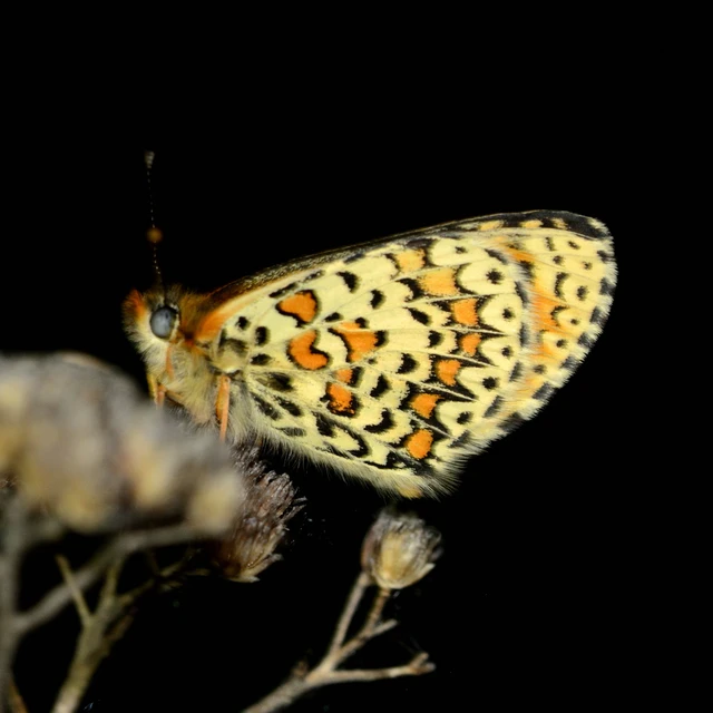 Melitaea trivia - kis tarkalepke