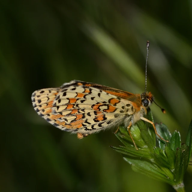 Melitaea trivia - kis tarkalepke
