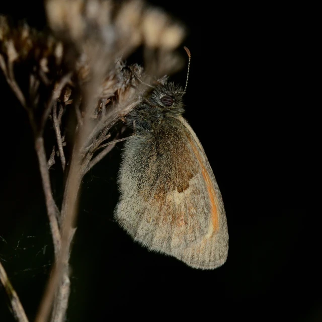 Coenonympha pamphilus - kis szénalepke