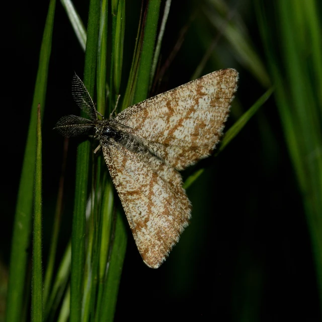 Ematurga atomaria - barna rétiaraszoló