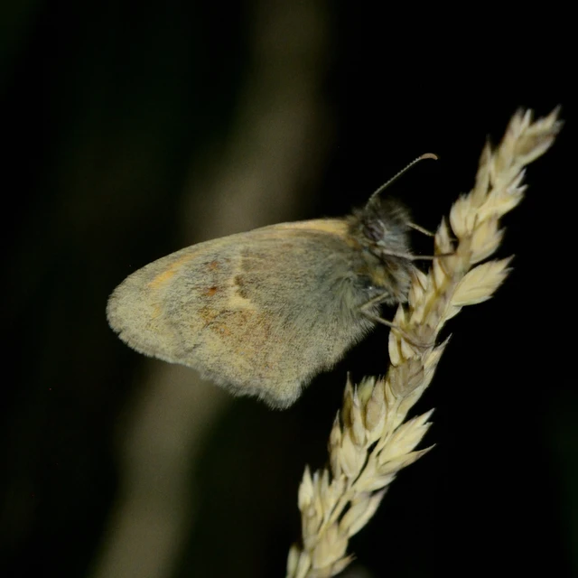 Coenonympha pamphilus - kis szénalepke