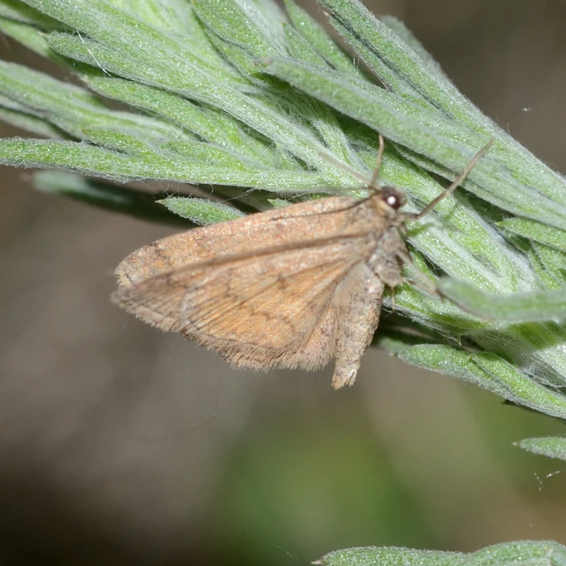 Scopula rubiginata - réti pirosaraszoló