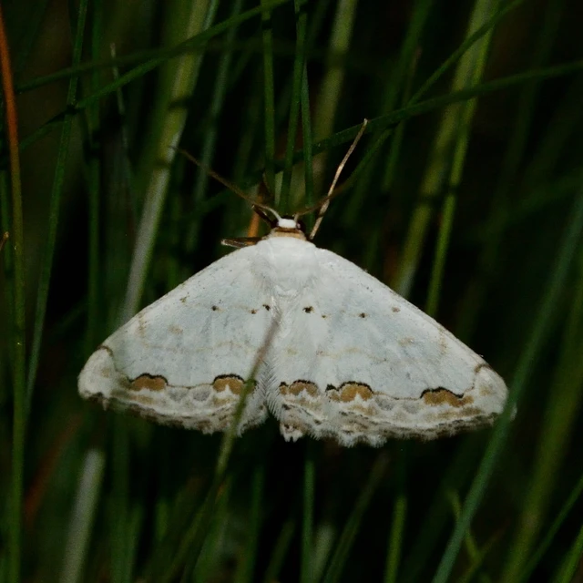 Scopula ornata - díszes fehéraraszoló