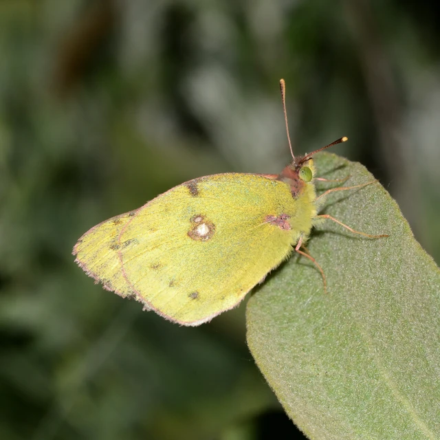Colias