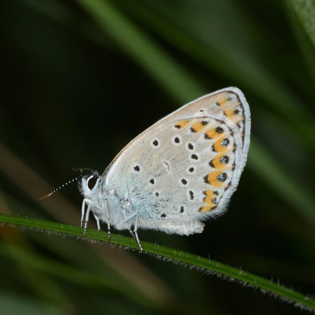 Plebejus argyrognomon - tintakék boglárka