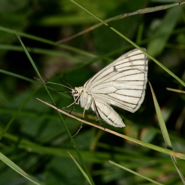 Siona lineata - vonalas fehéraraszoló