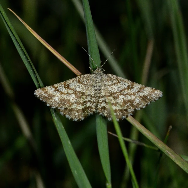 Ematurga atomaria - barna rétiaraszoló