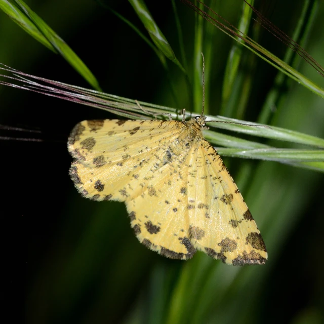 Pseudopanthera macularia - párducfoltos araszoló