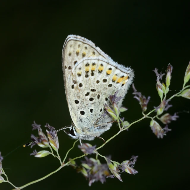 Lycaena tityrus - barna tűzlepke