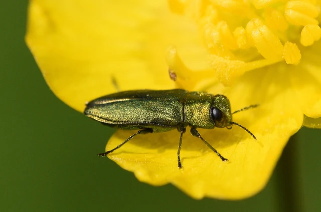 Anthaxia nitidula - ragyogó virágdíszbogár
